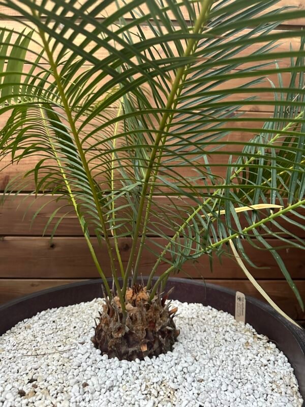Cycas panzhihuaensis - 5" caudex