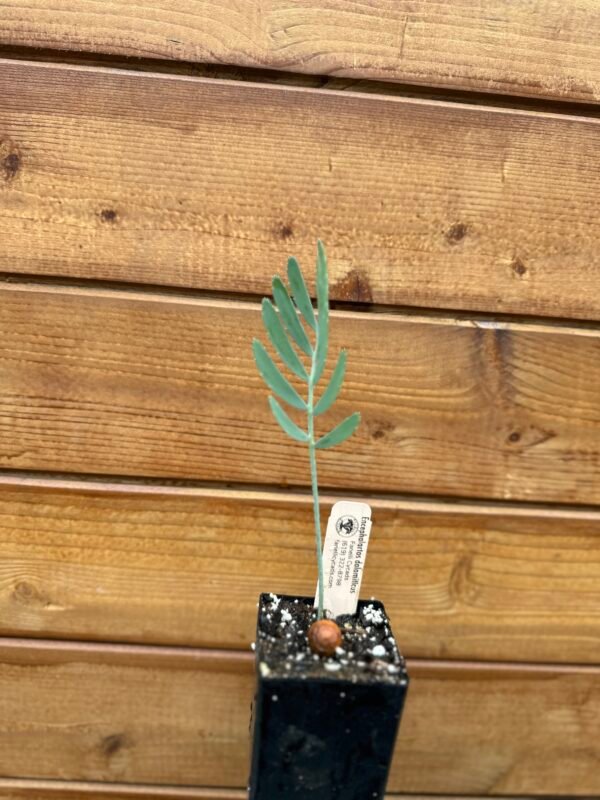 Encephalartos dolomiticus - Wolkberg Cycad - Seedling (limited) - Image 2