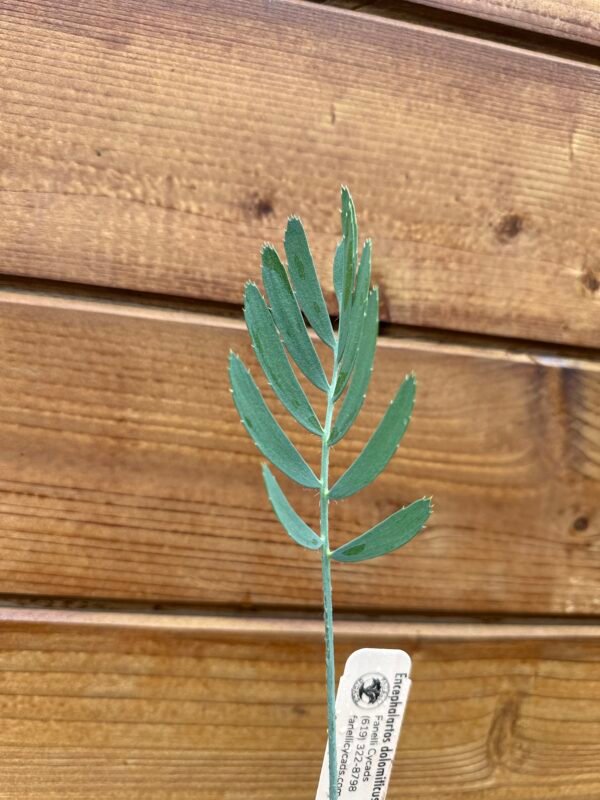 Encephalartos dolomiticus - Wolkberg Cycad - Seedling (limited) - Image 12