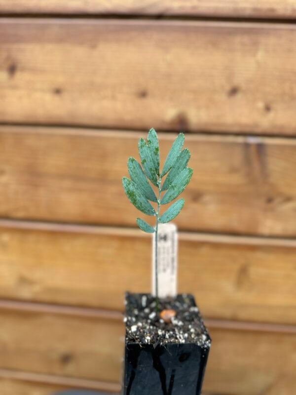 Encephalartos dolomiticus - Wolkberg Cycad - Seedling (limited) - Image 11