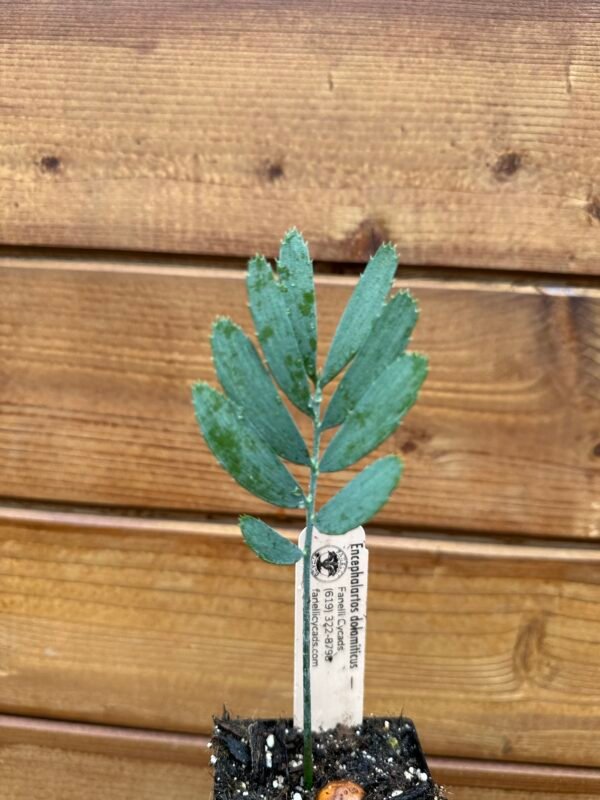 Encephalartos dolomiticus - Wolkberg Cycad - Seedling (limited) - Image 10