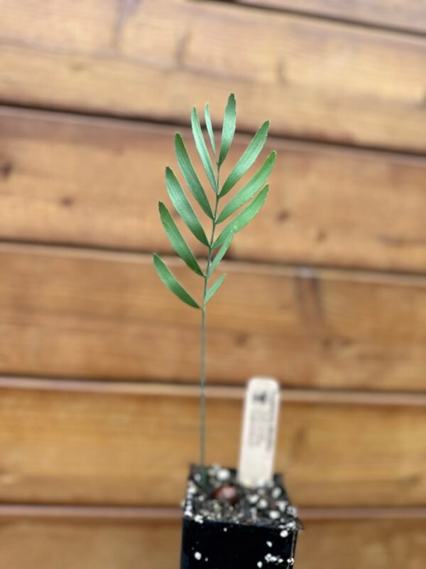 Encephalartos dolomiticus - Wolkberg Cycad - Seedling (limited) - Image 9
