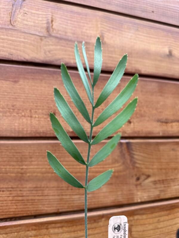 Encephalartos dolomiticus - Wolkberg Cycad - Seedling (limited) - Image 8