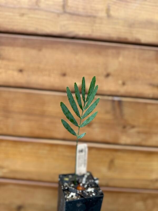 Encephalartos dolomiticus - Wolkberg Cycad - Seedling (limited) - Image 7