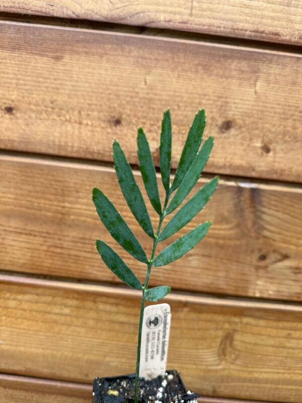 Encephalartos dolomiticus - Wolkberg Cycad - Seedling (limited) - Image 6