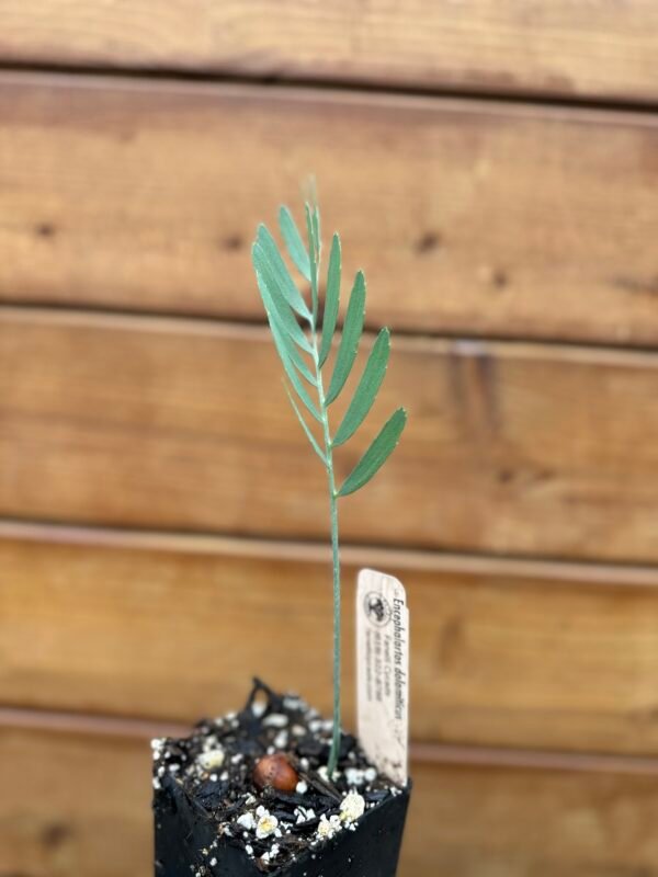 Encephalartos dolomiticus - Wolkberg Cycad - Seedling (limited) - Image 5