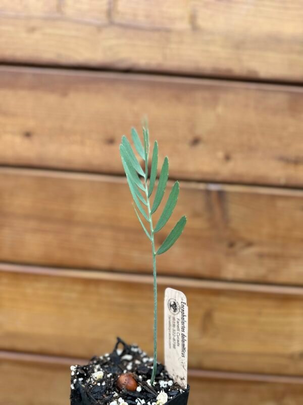 Encephalartos dolomiticus - Wolkberg Cycad - Seedling (limited) - Image 4