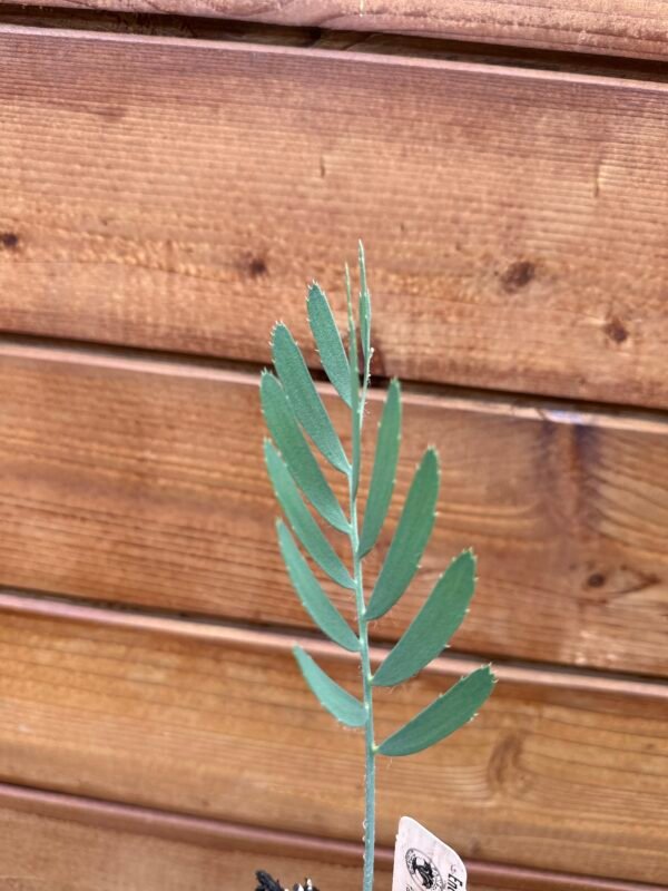 Encephalartos dolomiticus - Wolkberg Cycad - Seedling (limited) - Image 3
