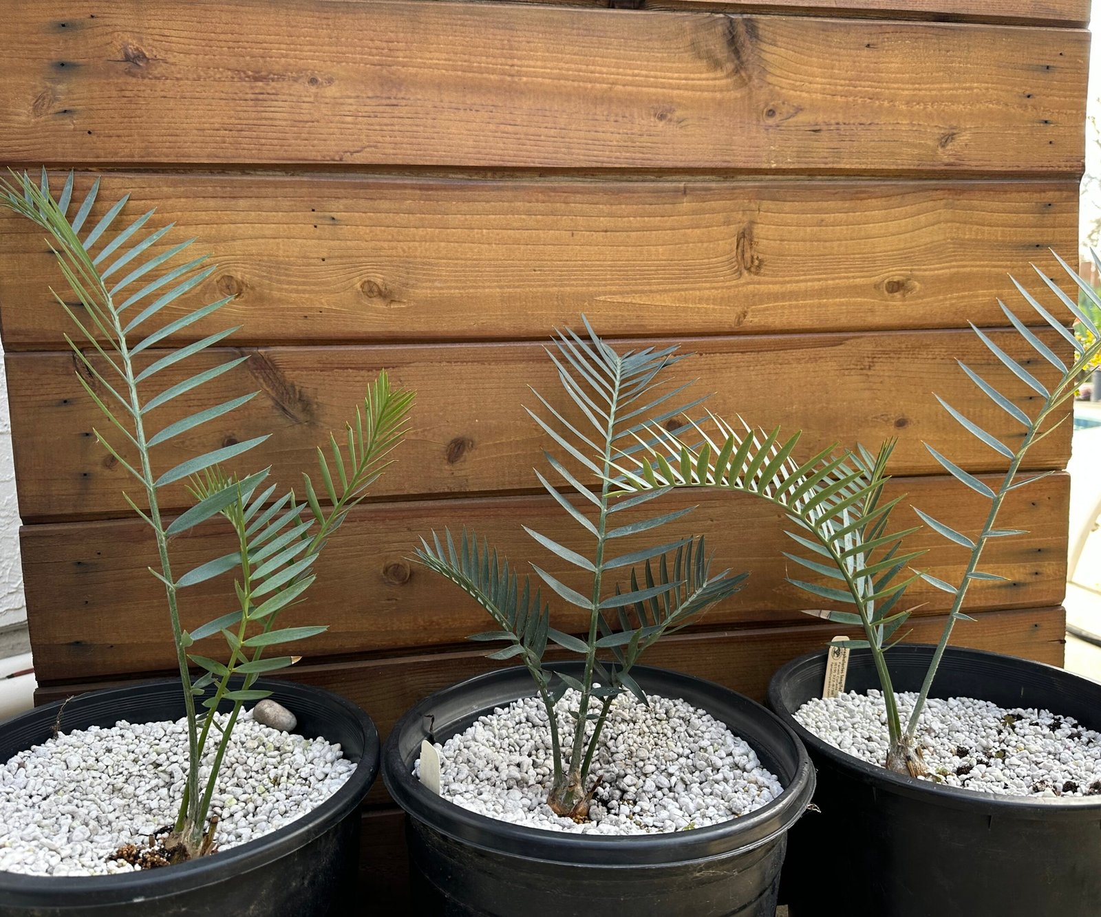 Encephalartos longifolius (blue) - Thunberg's Cycad - 1-2" caudex - Image 6