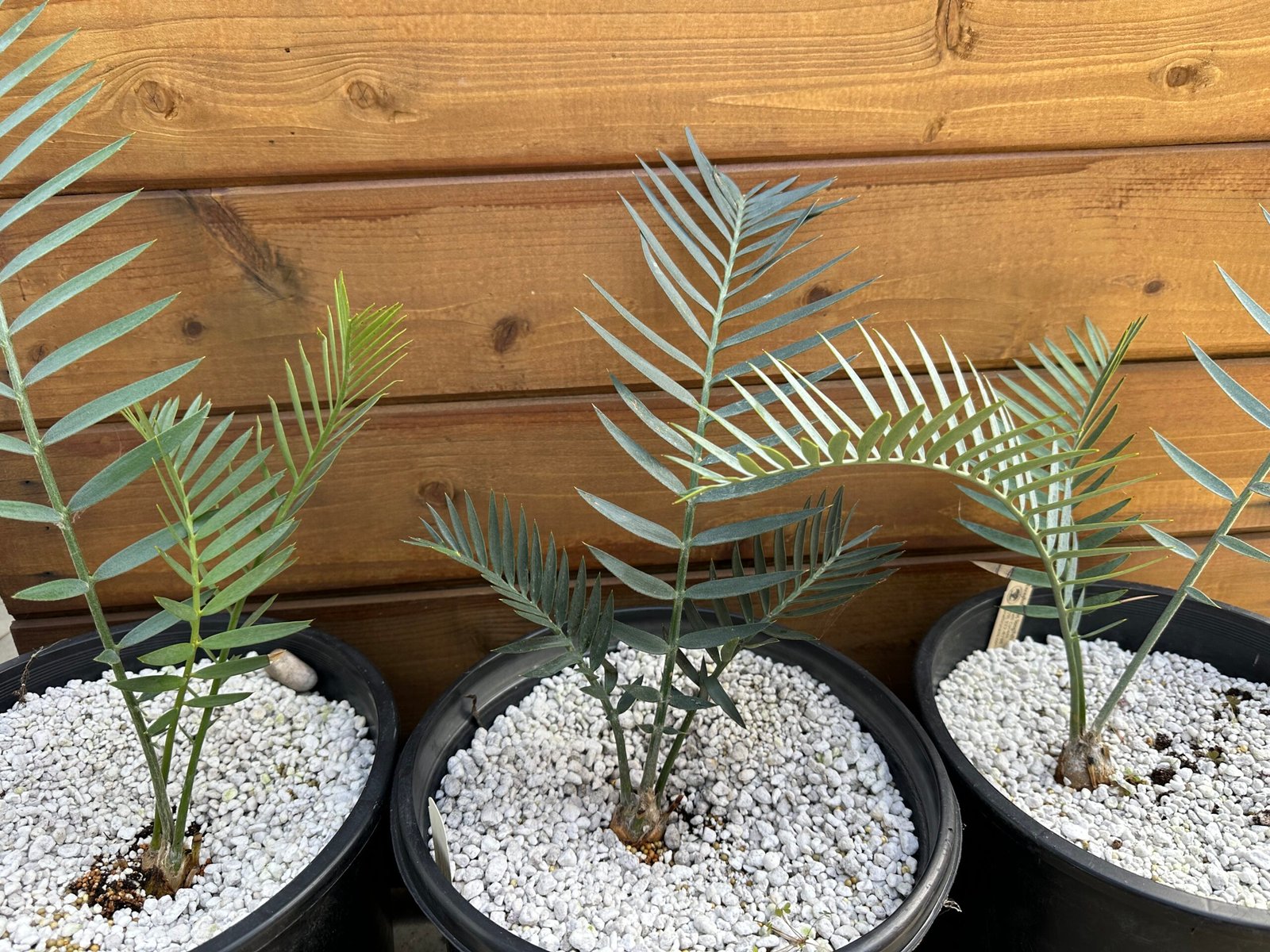 Encephalartos longifolius (blue) - Thunberg's Cycad - 1-2" caudex