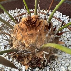 Cycas panzhihuaensis - Dukou Sago Palm - 5.5" caudex
