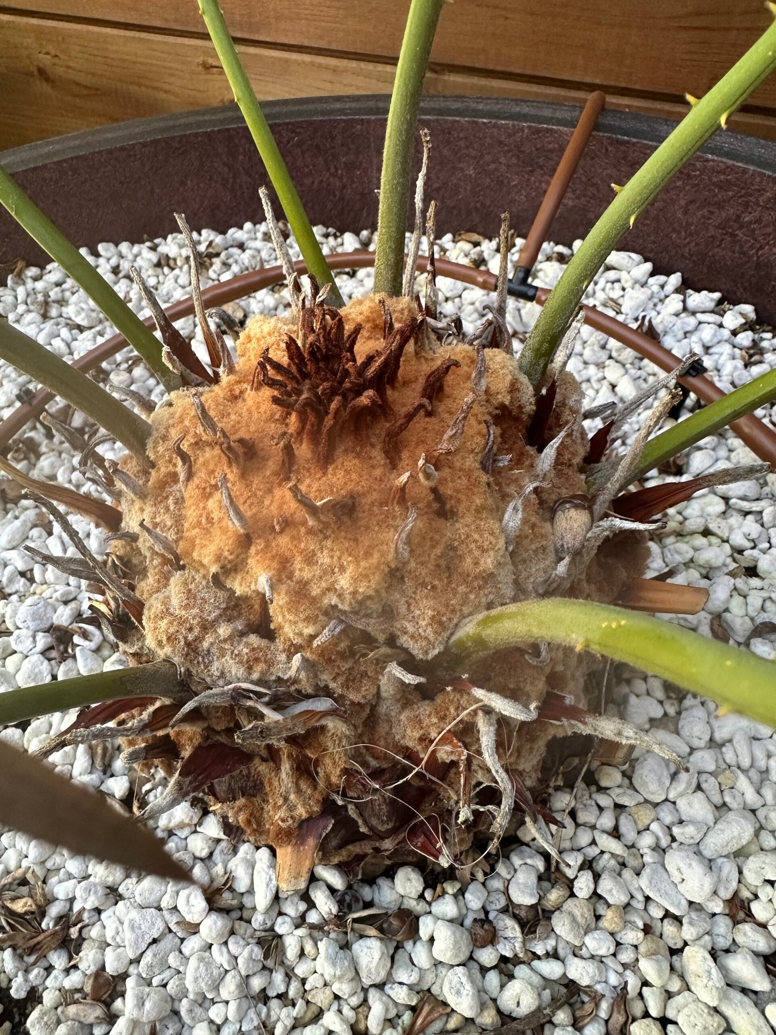Cycas panzhihuaensis - Dukou Sago Palm - 5.5" caudex