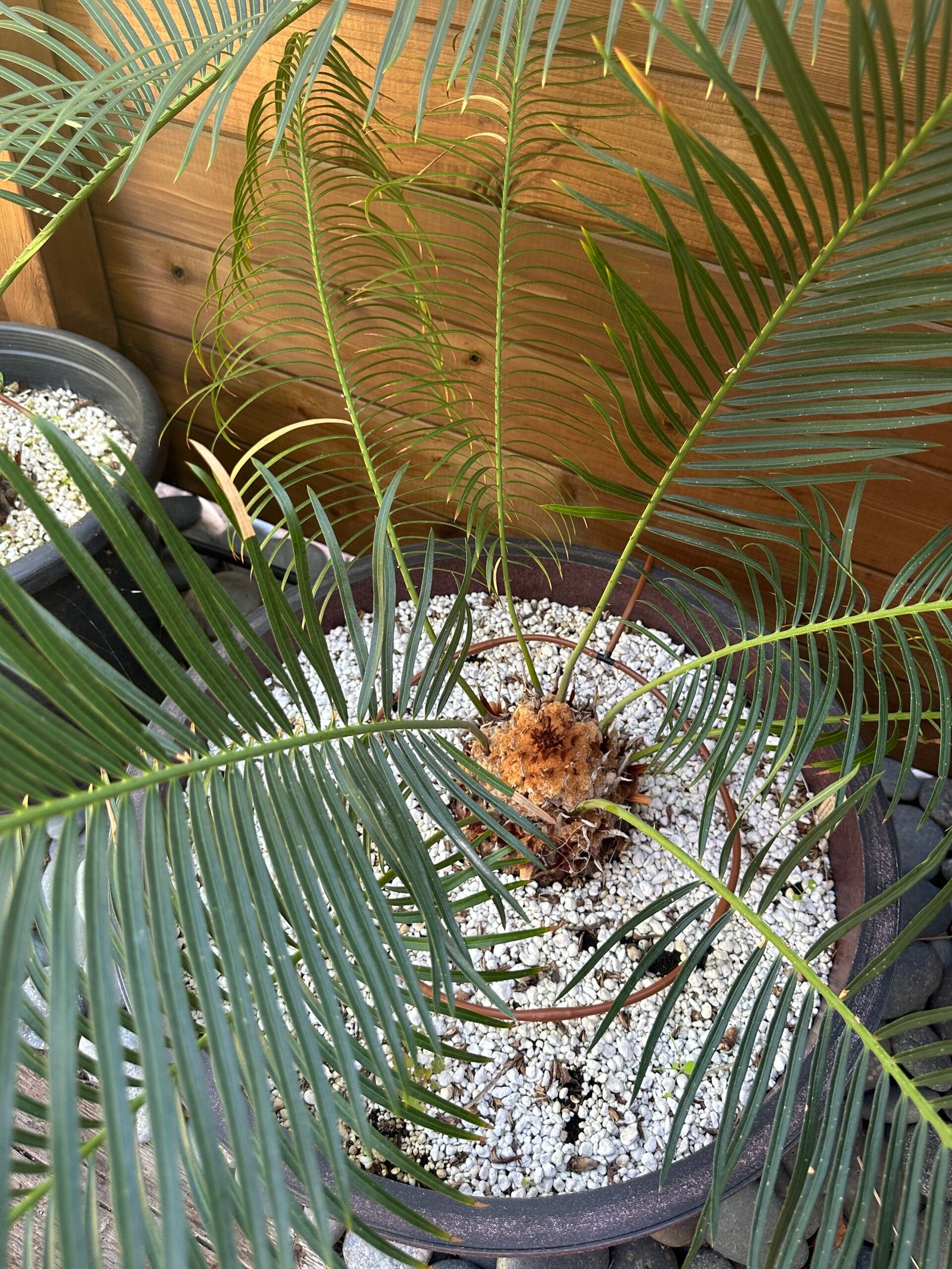 Cycas panzhihuaensis - Dukou Sago Palm - 5.5" caudex - Image 6