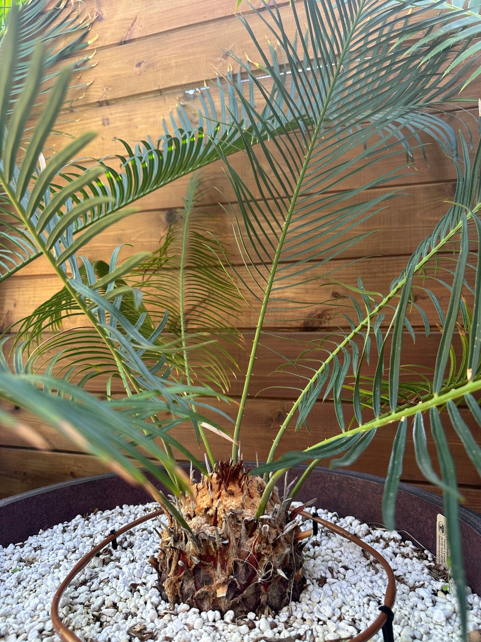 Cycas panzhihuaensis - Dukou Sago Palm - 5.5" caudex - Image 5