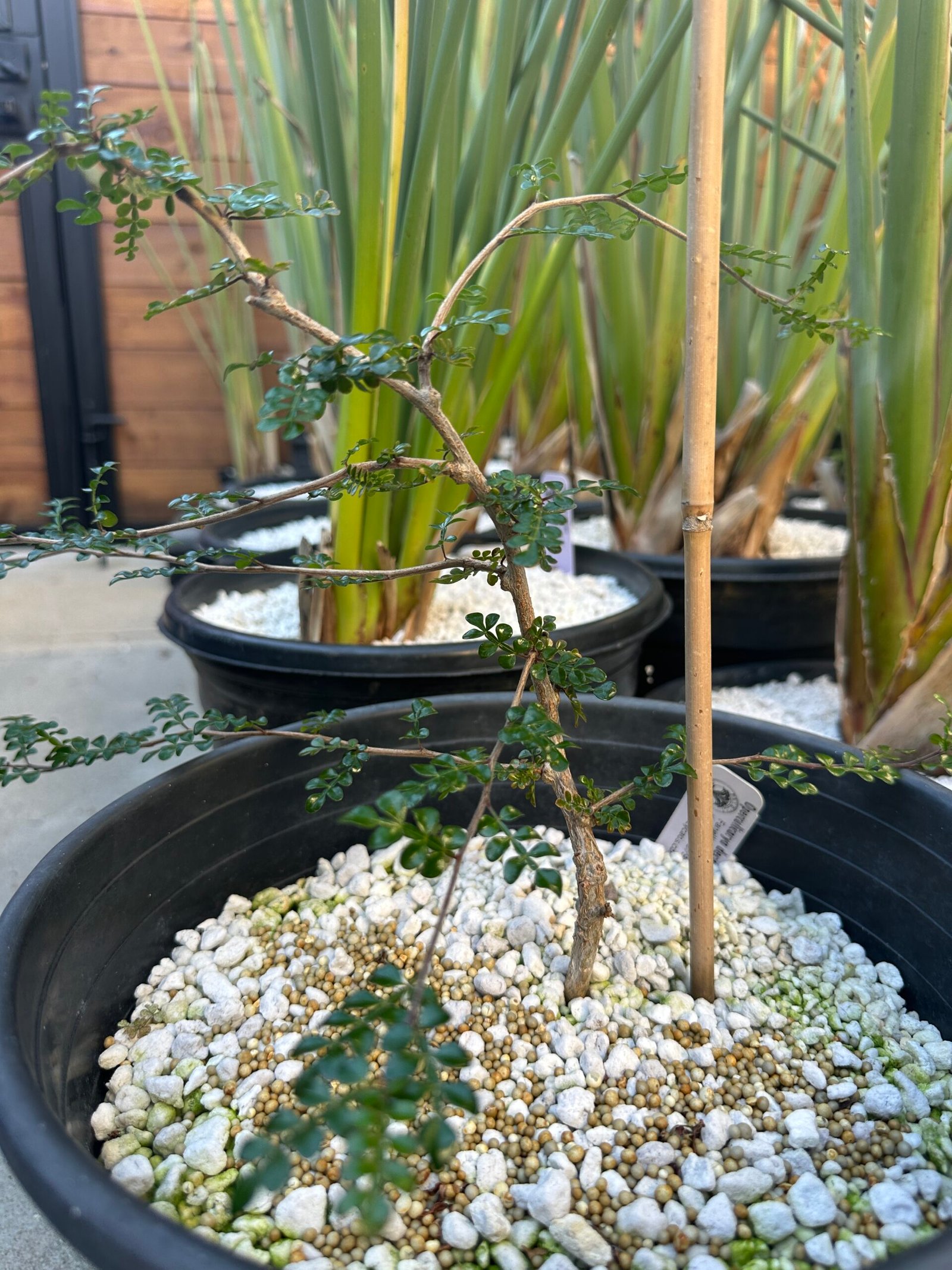 Operculicarya decaryi - 2 years old - Image 2