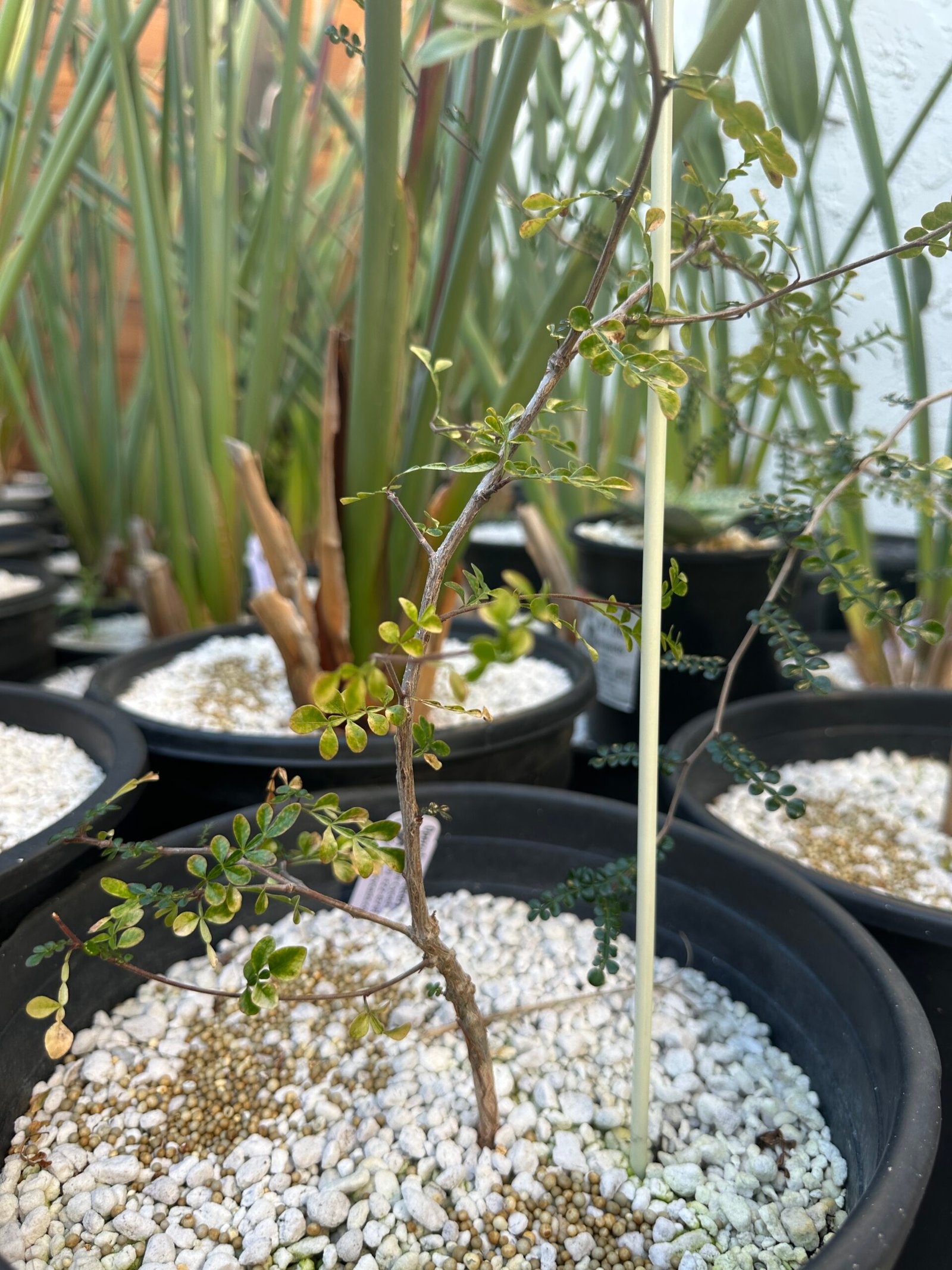 Operculicarya decaryi - 2 years old - Image 3