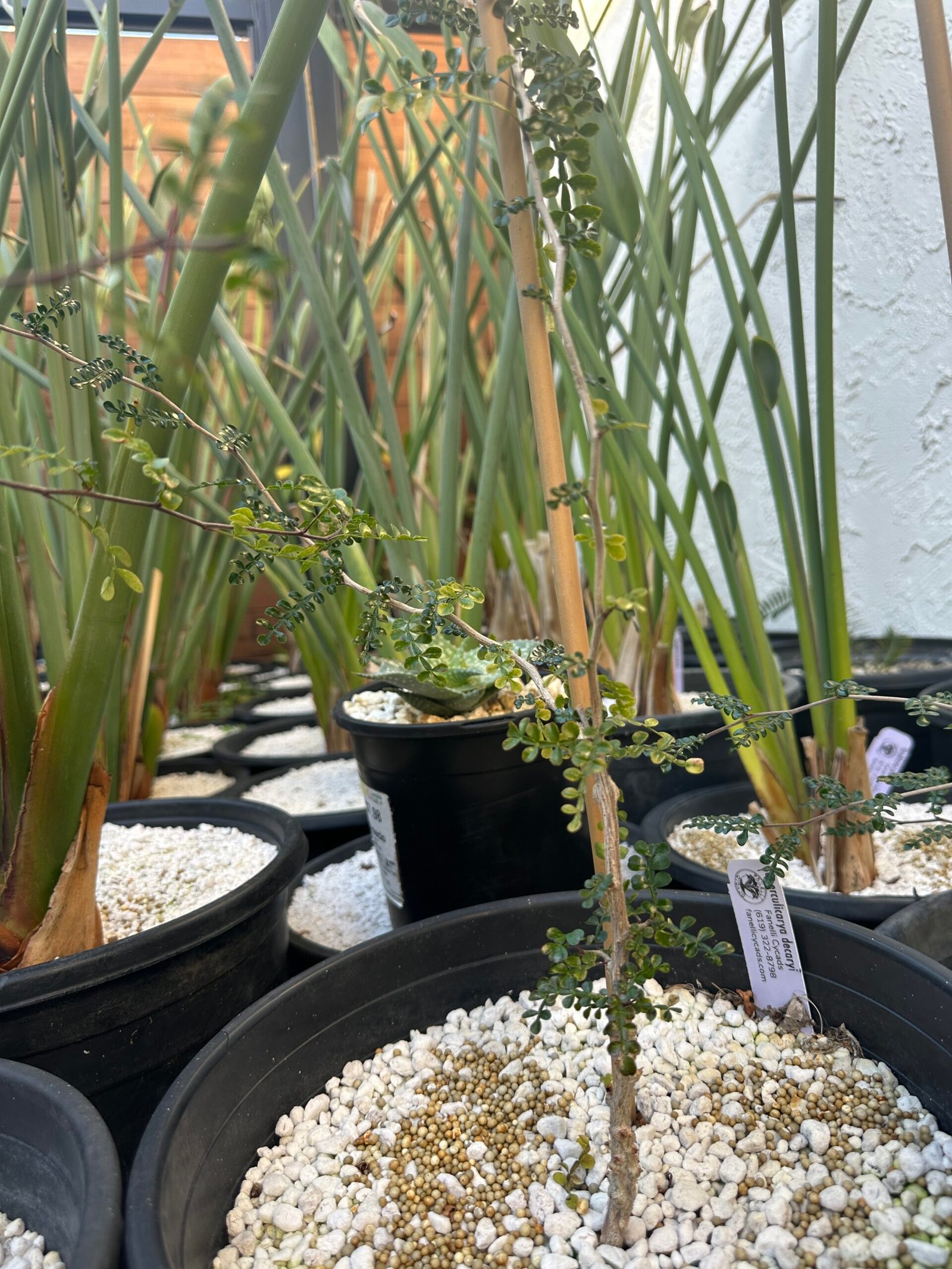 Operculicarya decaryi - 2 years old - Image 4