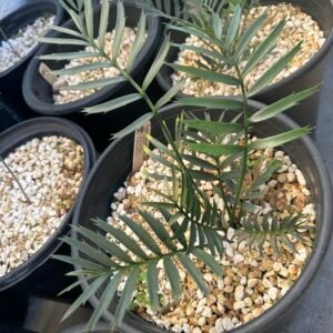 Encephalartos natalenis x horridus X trispinosis (dwarf) - Blue Hybrid - 1" caudex