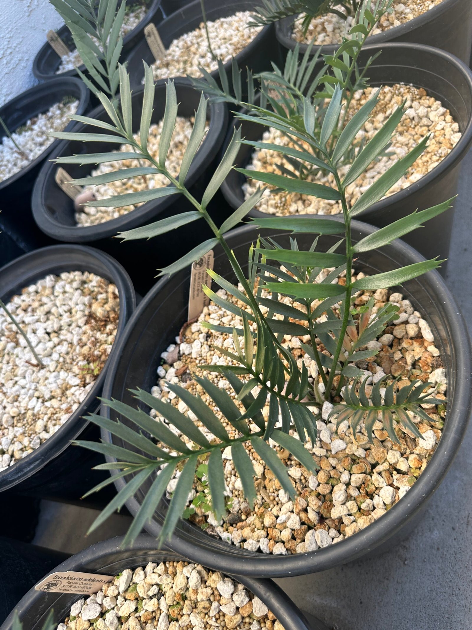 Encephalartos natalenis x horridus X trispinosis (dwarf) - Blue Hybrid - 1" caudex