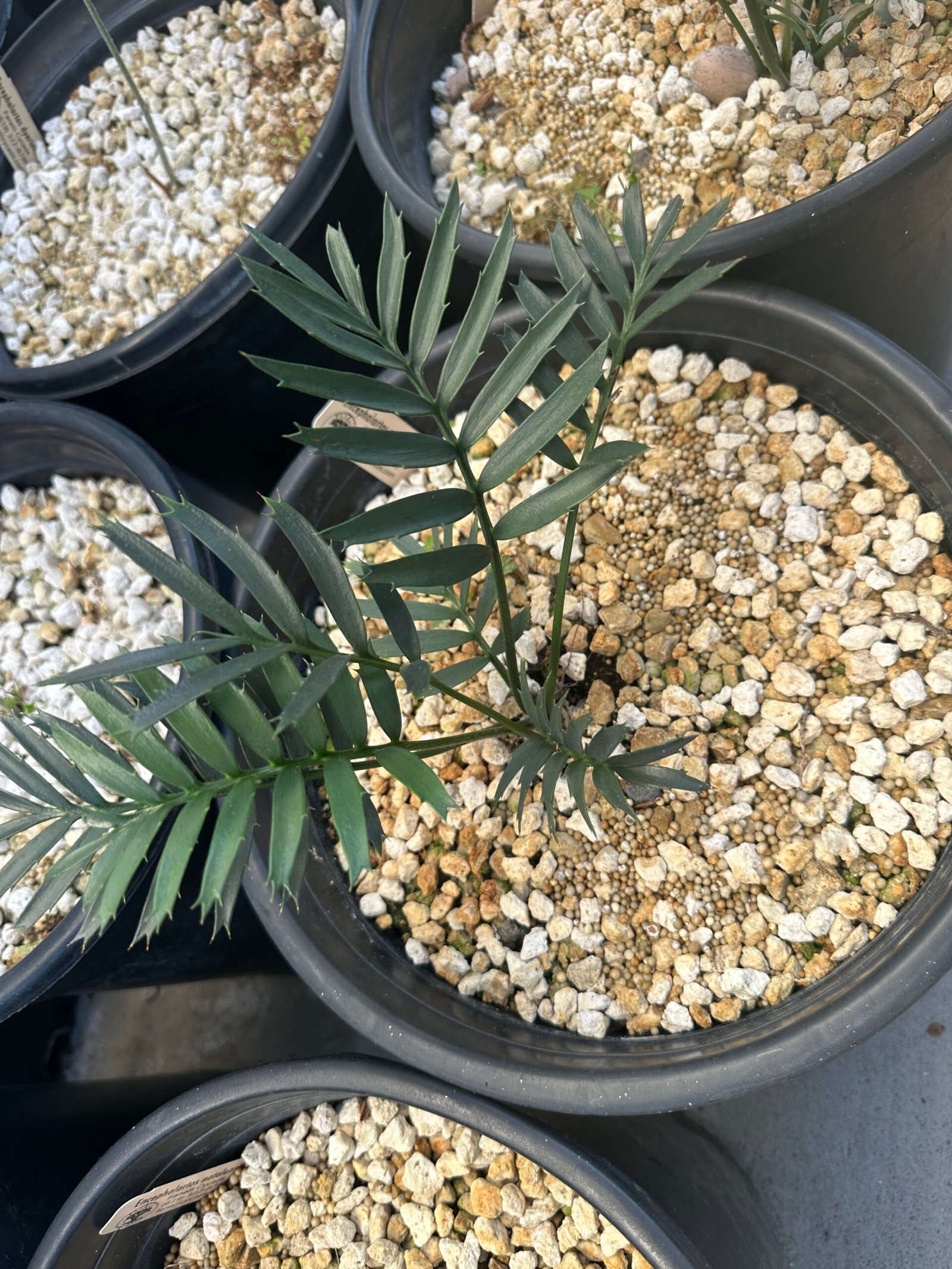 Encephalartos natalenis x horridus X trispinosis (dwarf) - Blue Hybrid - 1" caudex - Image 16