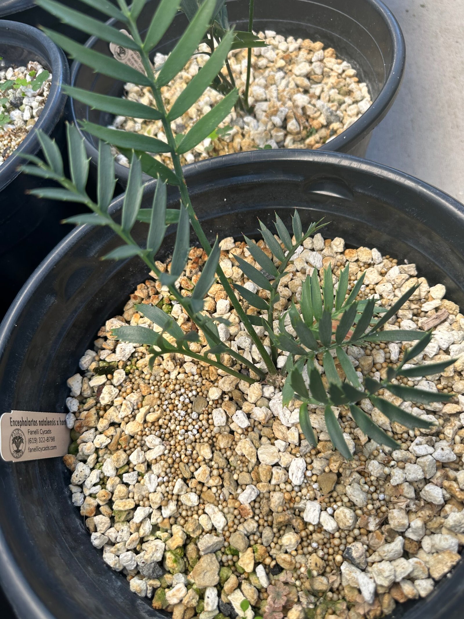 Encephalartos natalenis x horridus X trispinosis (dwarf) - Blue Hybrid - 1" caudex - Image 17