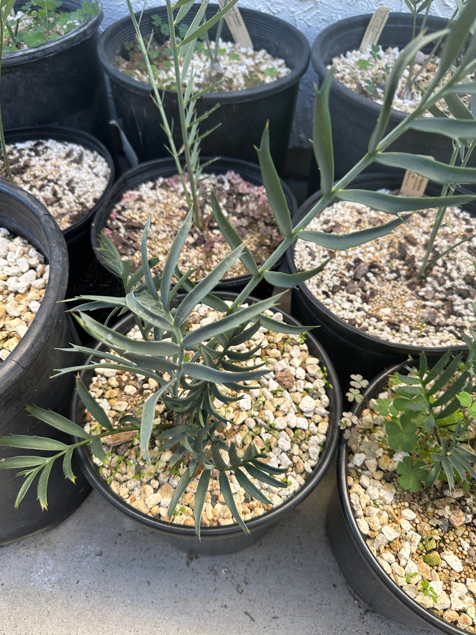 Encephalartos natalenis x horridus X trispinosis (dwarf) - Blue Hybrid - 1" caudex - Image 18