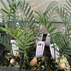 Encephalartos cerinus - Waxen Cycad - Seedling