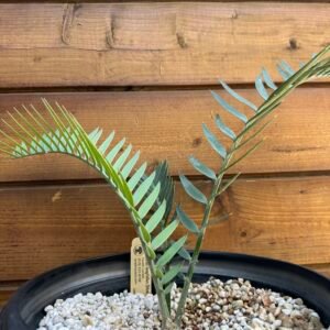 Encephalartos longifolius (blue) - Thunberg's Cycad - 1-2" caudex