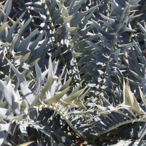 Cycads