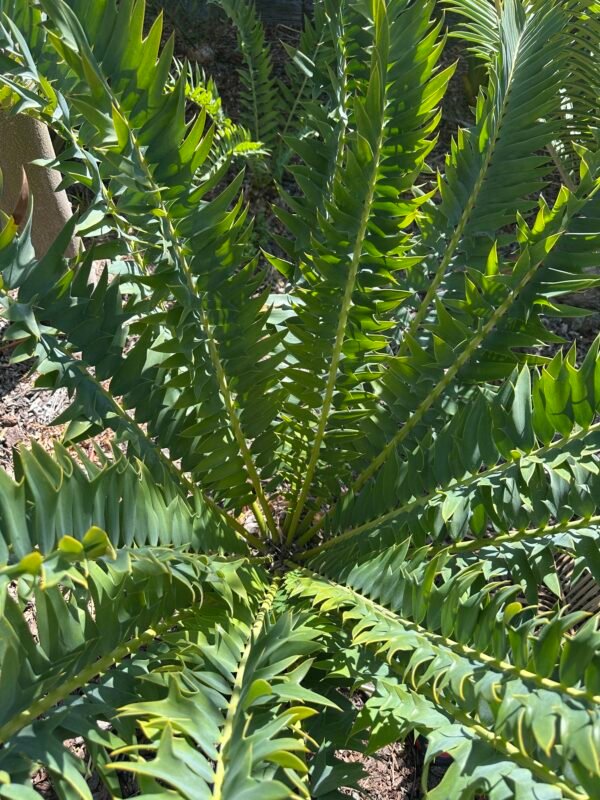 Encephalartos arenarius - Alexandria Cycad - seedling - Image 7
