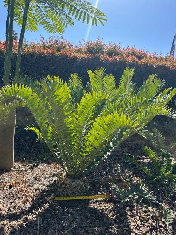 Encephalartos arenarius - Alexandria Cycad - seedling - Image 8