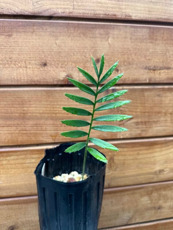 Encephalartos transvenosus - Modjadji Cycad - seedling - Image 7