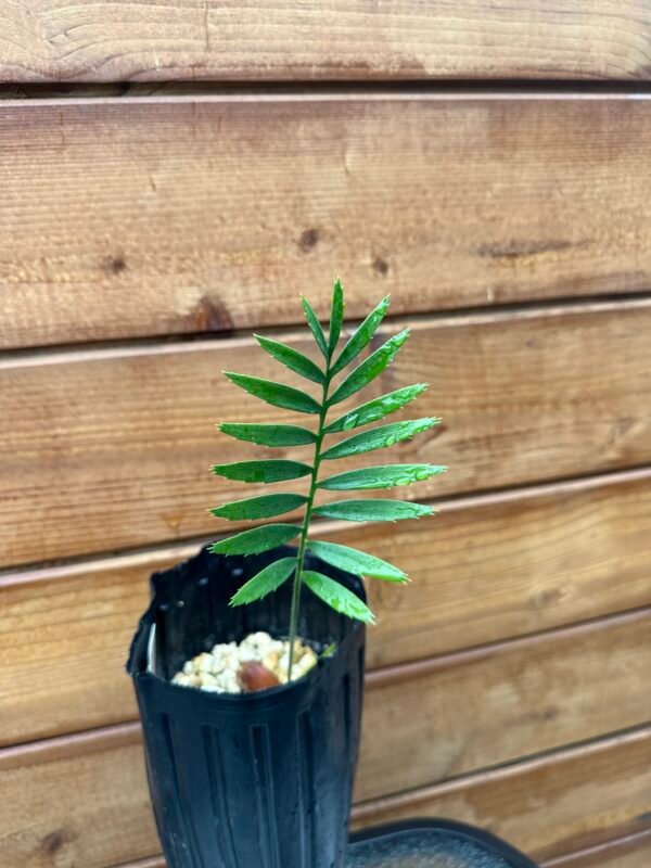 Encephalartos transvenosus - Modjadji Cycad - seedling - Image 6