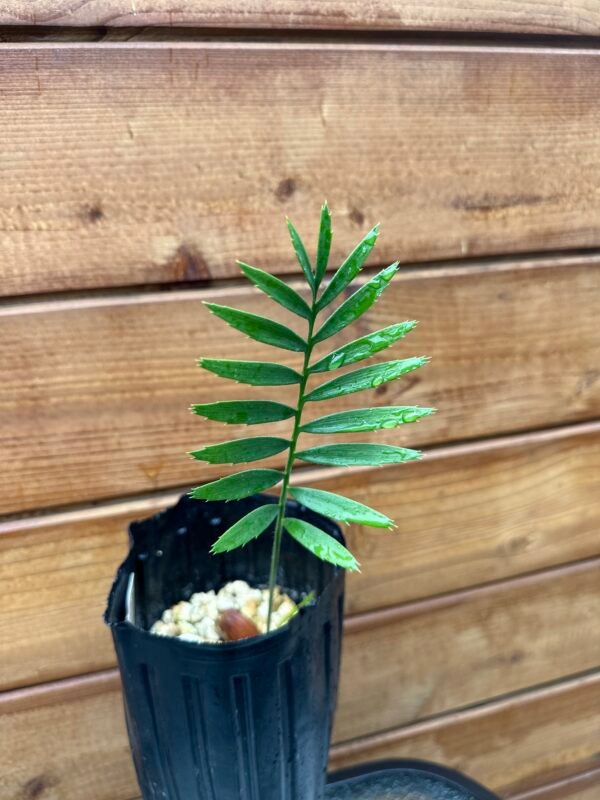 Encephalartos transvenosus - Modjadji Cycad - seedling - Image 5