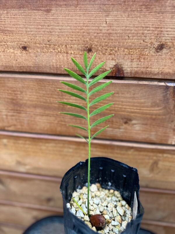 Encephalartos transvenosus - Modjadji Cycad - seedling - Image 4