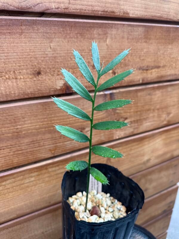 Encephalartos transvenosus - Modjadji Cycad - seedling