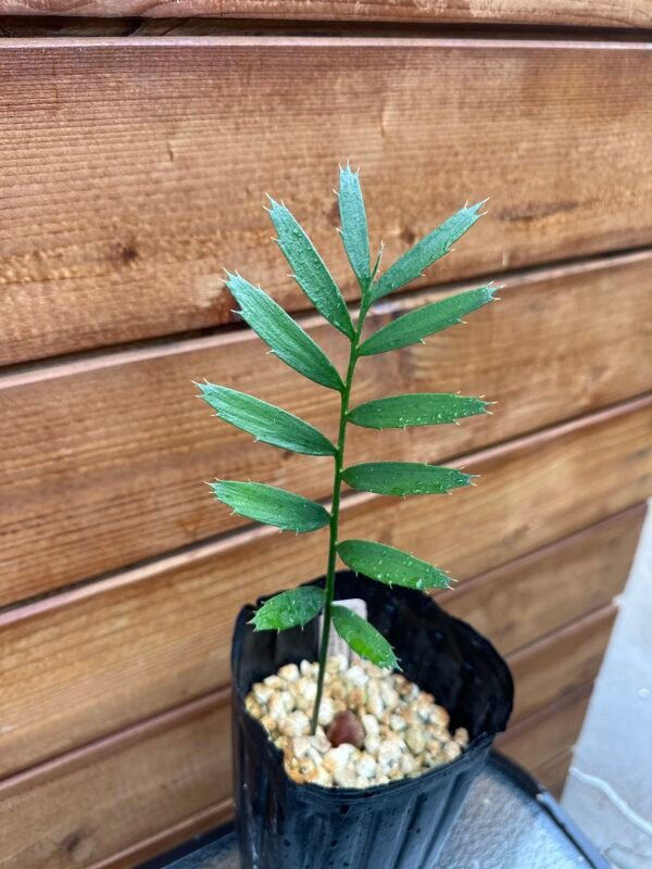 Encephalartos transvenosus - Modjadji Cycad - seedling - Image 2
