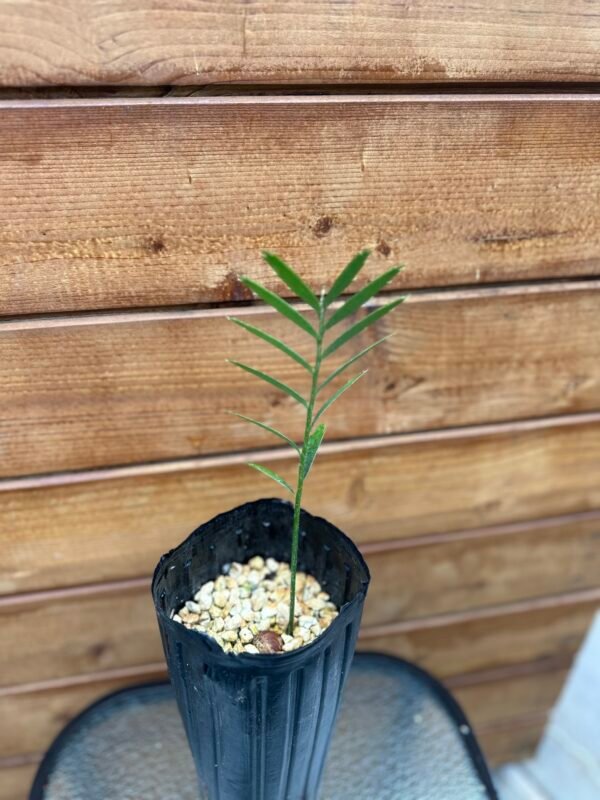 Encephalartos transvenosus - Modjadji Cycad - seedling - Image 8