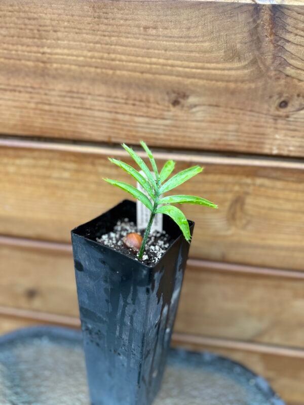 Encephalartos arenarius - Alexandria Cycad - seedling - Image 6