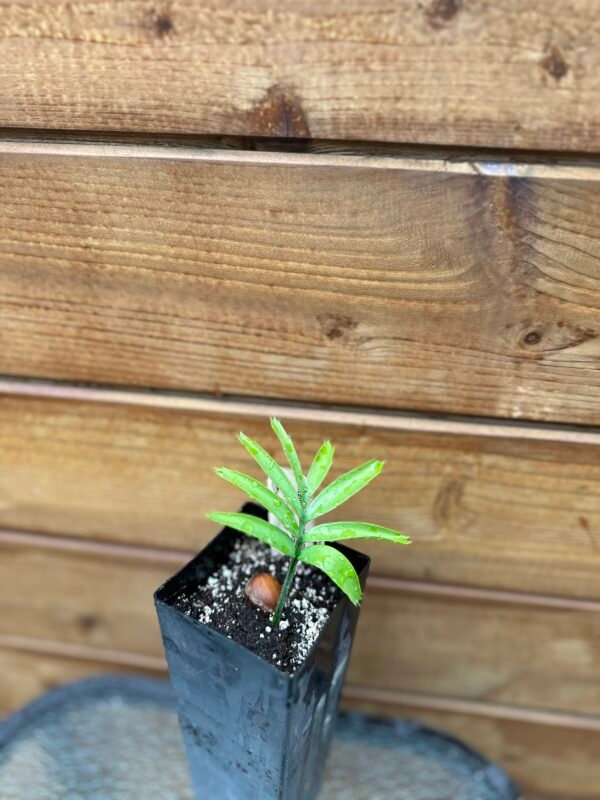 Encephalartos arenarius - Alexandria Cycad - seedling - Image 5