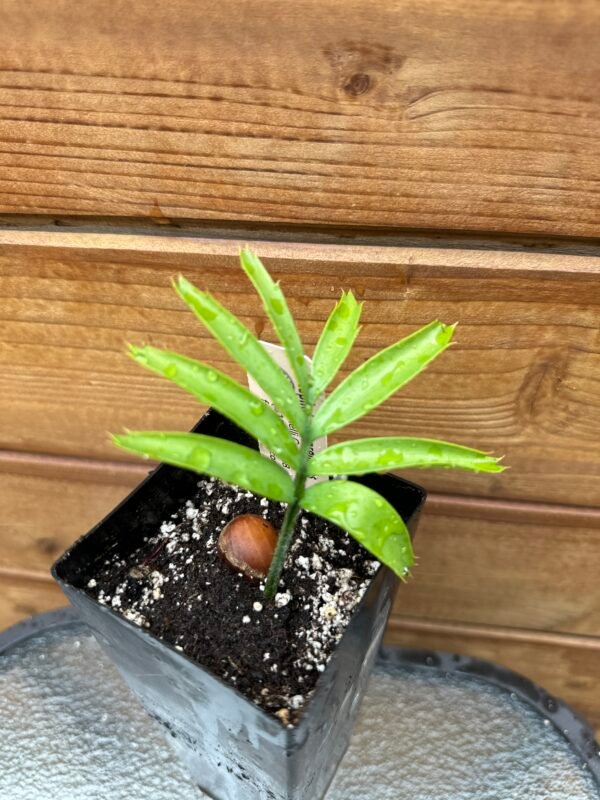 Encephalartos arenarius - Alexandria Cycad - seedling - Image 4