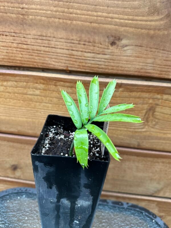 Encephalartos arenarius - Alexandria Cycad - seedling
