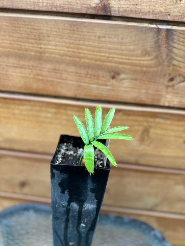 Encephalartos arenarius - Alexandria Cycad - seedling - Image 2
