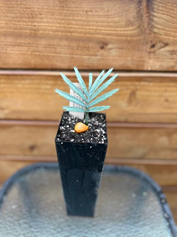 Encephalartos lehmannii - Karoo Cycad - seedling - Image 10