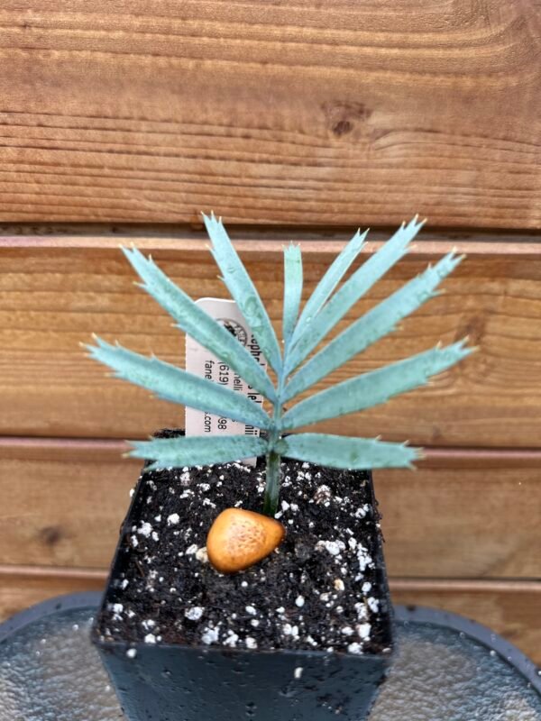 Encephalartos lehmannii - Karoo Cycad - seedling - Image 9