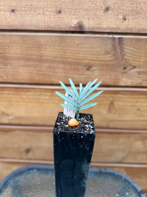 Encephalartos lehmannii - Karoo Cycad - seedling - Image 8