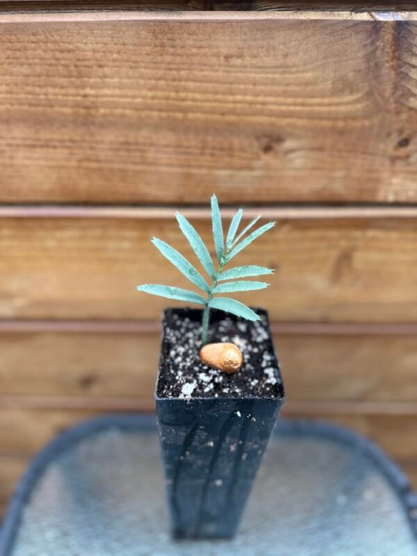 Encephalartos lehmannii - Karoo Cycad - seedling - Image 7