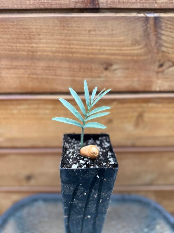 Encephalartos lehmannii - Karoo Cycad - seedling - Image 6