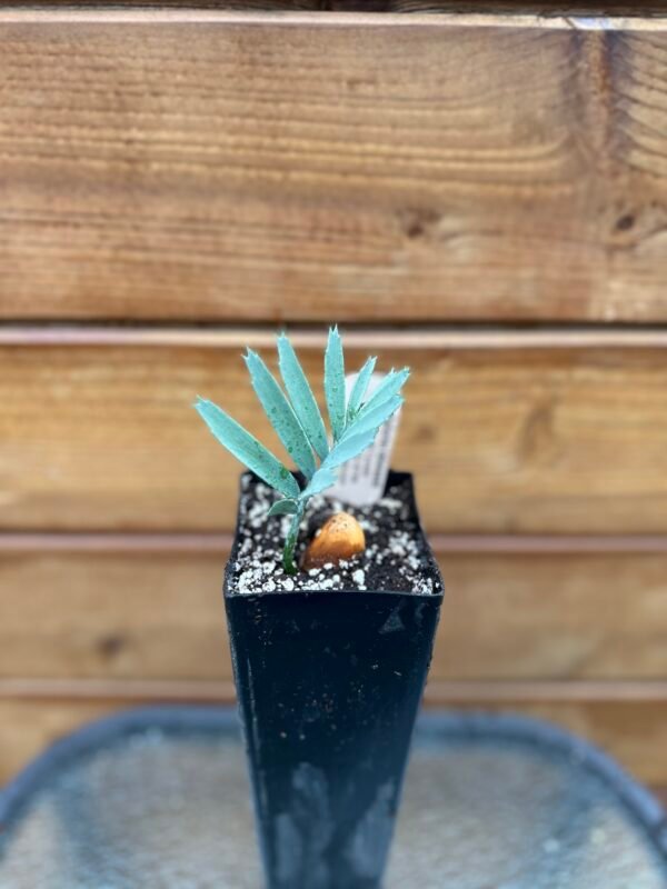 Encephalartos lehmannii - Karoo Cycad - seedling - Image 5