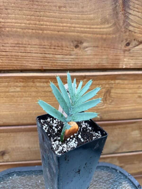 Encephalartos lehmannii - Karoo Cycad - seedling - Image 4